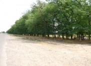 Satılır 3 sot torpaq Gəncə