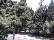 Satılır 2 otaqlı 35 m2 köhnə tikili 8 km