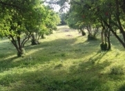 Satılır 10 sot torpaq Göyçay