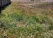 Satılır 10 sot torpaq Saray