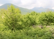 Satılır 23 sot torpaq Qəbələ