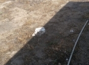 Satılır 2.6 sot torpaq Binə