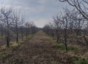 Satılır 800 sot torpaq Xaçmaz