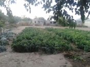 Satılır 21 sot torpaq Albalı