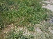 Satılır 5 sot torpaq Saray