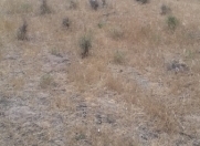 Satılır 3.2 sot torpaq Saray