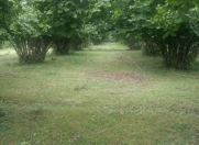 Satılır 24 sot torpaq Oğuz