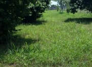 Satılır 20 sot torpaq Balakən