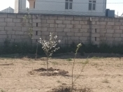 Satılır 6 sot torpaq Zirə