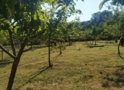 Satılır 50 sot torpaq İsmayıllı