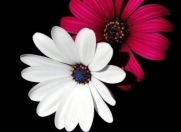 Satılır 4 otaqlı 6 m2 həyət evi Şirvan