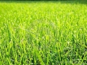 Satılır 12 sot torpaq Naxçıvan