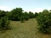 Satılır 35 sot torpaq Oğuz