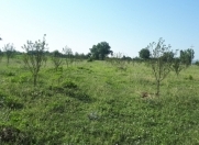 Satılır 250 sot torpaq İsmayıllı