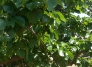 Satılır 4 sot torpaq Novxanı