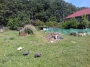 Satılır 10 sot torpaq Lənkəran