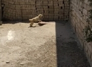 Satılır 2.5 sot torpaq Sumqayıt