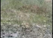 Satılır 10 sot torpaq Qusar