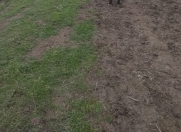 Satılır 4 sot torpaq Bayıl