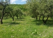 Satılır 23 sot torpaq Quba