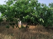 Satılır 12 sot torpaq Nardaran