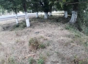 Satılır 6 sot torpaq Lənkəran