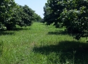 Satılır 20 sot torpaq Balakən