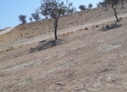 Satılır 145 sot torpaq Saray