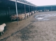 Satılır 5 otaqlı 300000 m2 obyekt Sabirabad