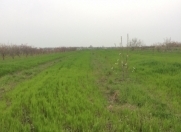 Satılır 200 sot torpaq Quba