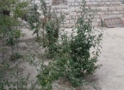 Satılır 3 otaqlı 100 m2 həyət evi Pirşağı