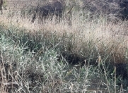 Satılır 0.12 sot torpaq Saray