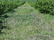 Satılır 460 sot torpaq Xudat