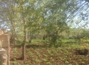 Satılır 10 sot torpaq Şamaxı