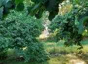 Satılır 53 sot torpaq Xaçmaz