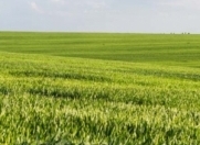 Satılır 40000 sot torpaq Xaçmaz