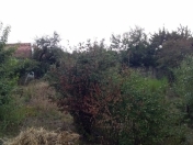 Satılır 3 sot torpaq Oğuz