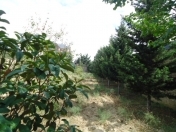 Satılır 18 sot torpaq Novxanı