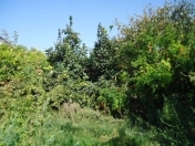 Satılır 6 sot torpaq Novxanı