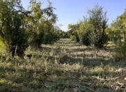 Satılır 10 sot torpaq Göyçay