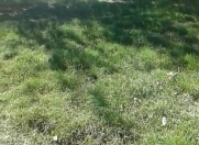 Satılır 1.5 sot torpaq Saray