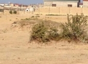 Satılır 50 sot torpaq Pirşağı