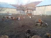 Satılır 4 otaqlı 120 m2 həyət evi Qəbələ