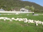 Satılır 22 sot torpaq Qəbələ