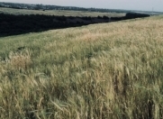 Satılır 440 sot torpaq Qusar