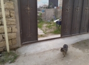 Satılır 3 otaqlı 110 m2 həyət evi Y.Günəşli