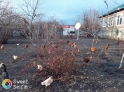 Satılır 40 sot torpaq Qəbələ