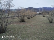 Satılır 20 sot torpaq Oğuz