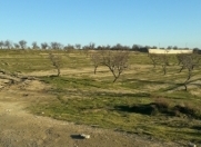 Satılır 50 sot torpaq Saray