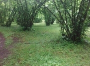 Satılır 150 sot torpaq Qəbələ